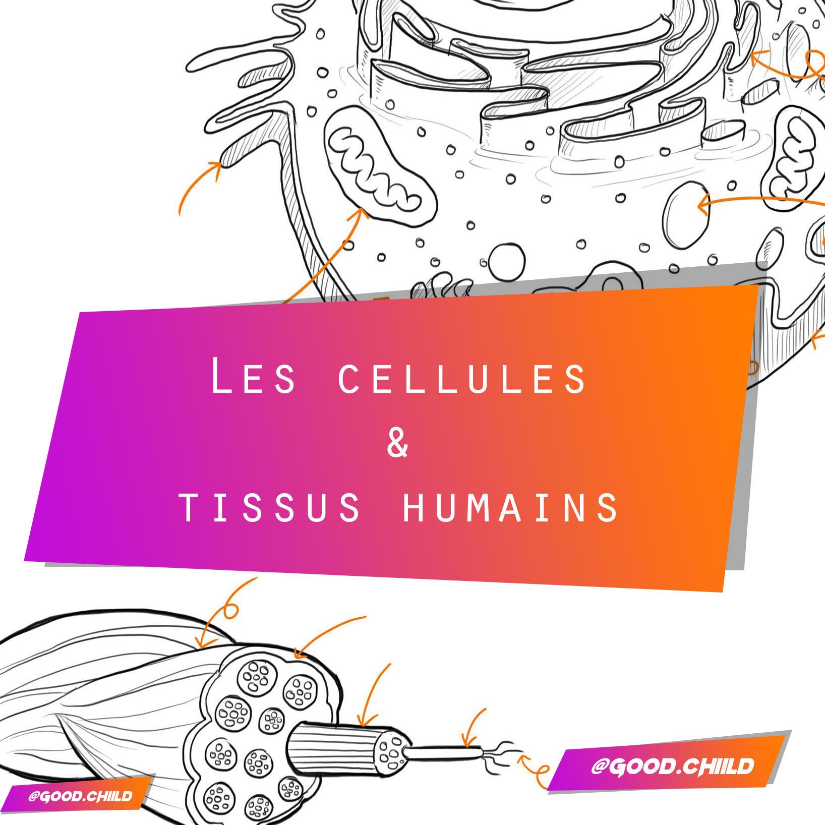 You are currently viewing Les cellules et tissus humains
