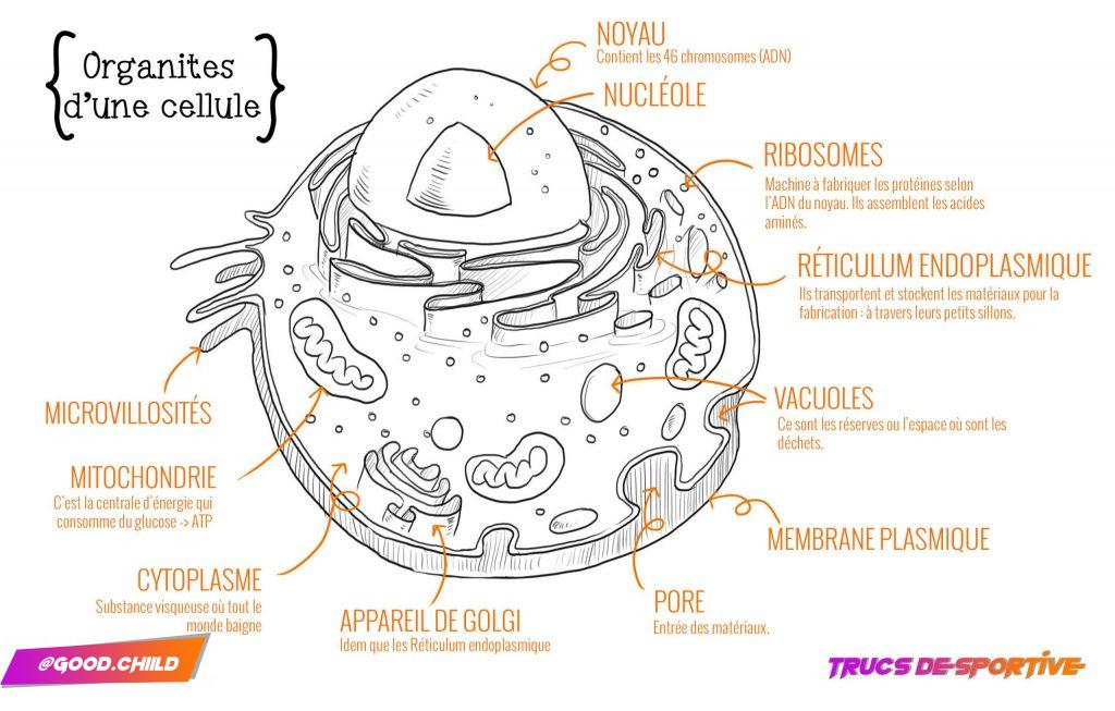 les organites d'une cellule humaine - trucs de sportive par @good.chiild