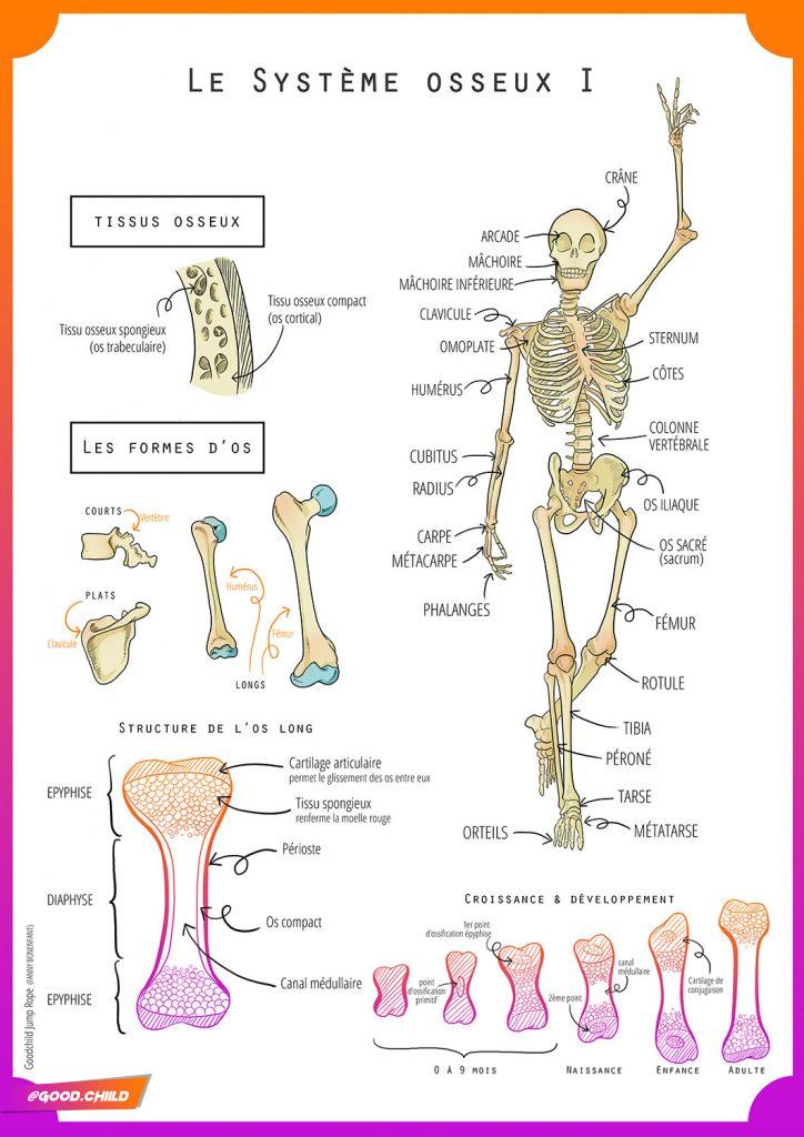 FICHE SYSTEME OSSEUX 1 - structure, composition et croissance des os du squelette humain - Goodchild jump rope (fanny bonenfant)