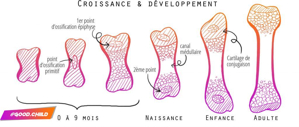 croissance et développement des os - trucs de sportive (fanny bonenfant)