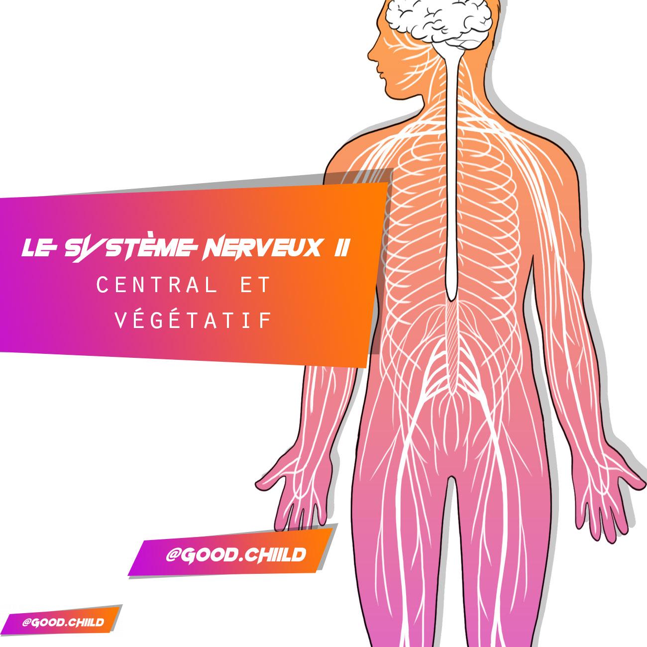 You are currently viewing Le système nerveux 2 : sympathique et parasympathique