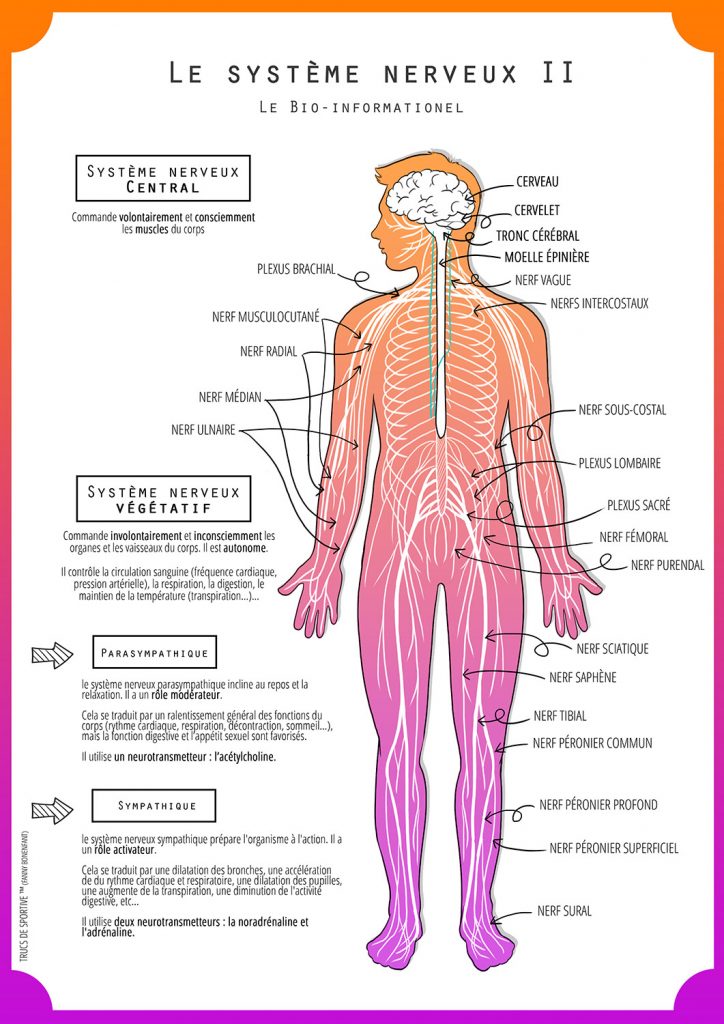 planche système nerveux 2 le systeme neurovegetatif parasympathique et sympathique - trucs de sportive (fanny bonenfant)
