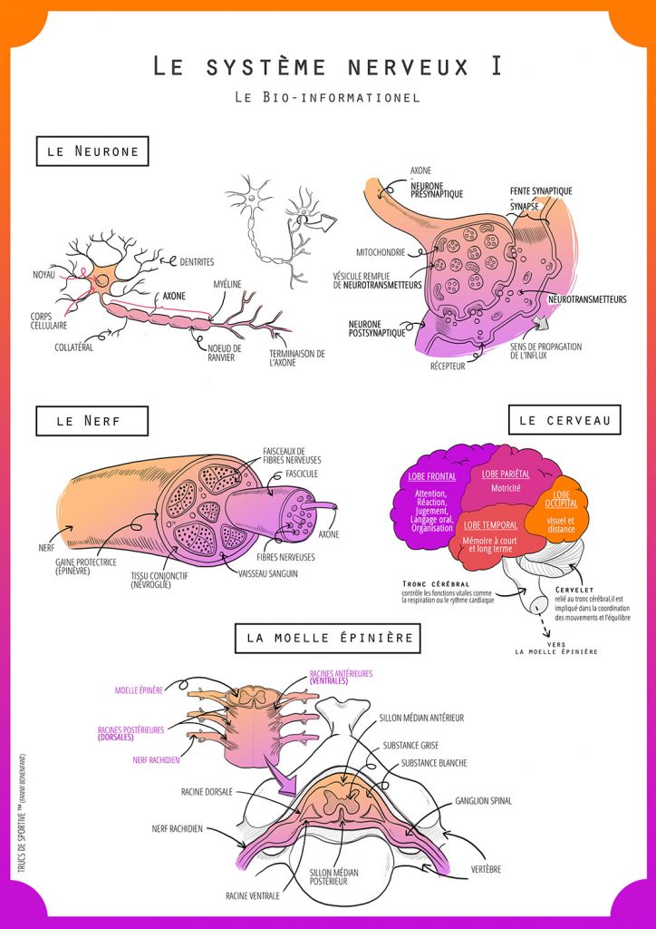 planche système nerveux I du neurone à la moelle epiniere - trucs de sportive (fanny bonenfant)