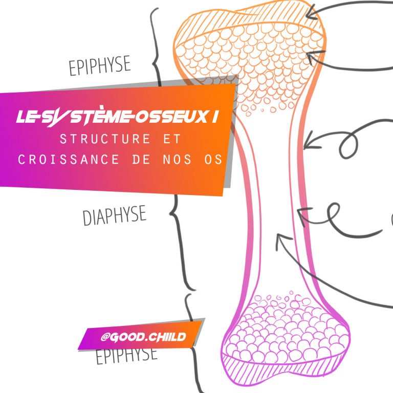 Le système osseux 1 : structure et croissance de nos os - Fanny ...