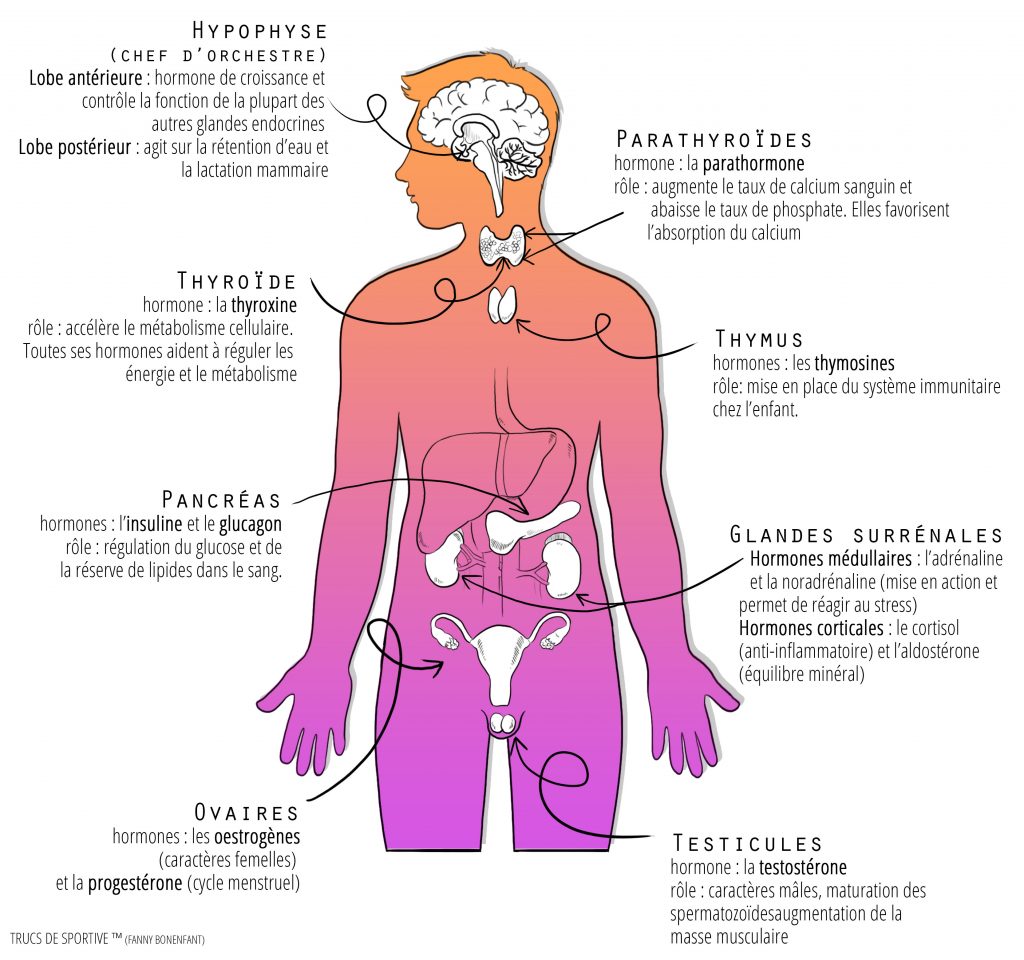 système endocrinien (glandes endocrines) - trucs de sportive (fanny bonenfant)