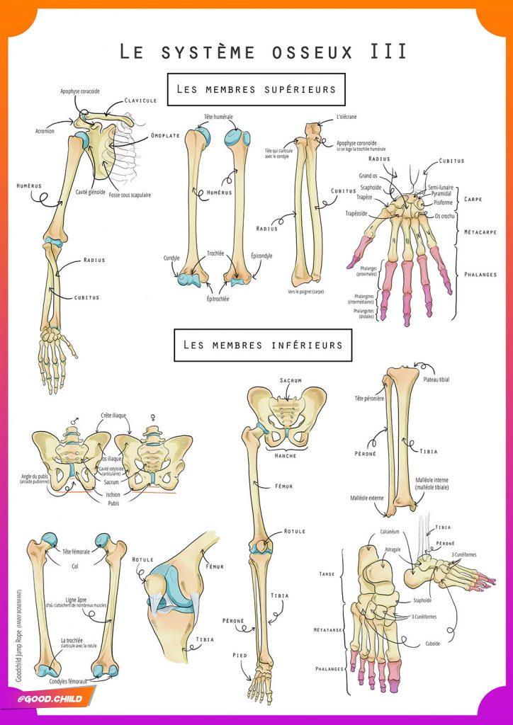 Le système osseux 3 : Les membres du squelette - Goodchild corde à sauter