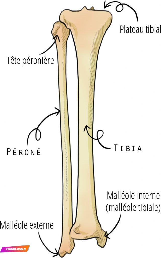 os de la jambe (tibia et péroné) - trucs de sprotive (fanny bonenfant)