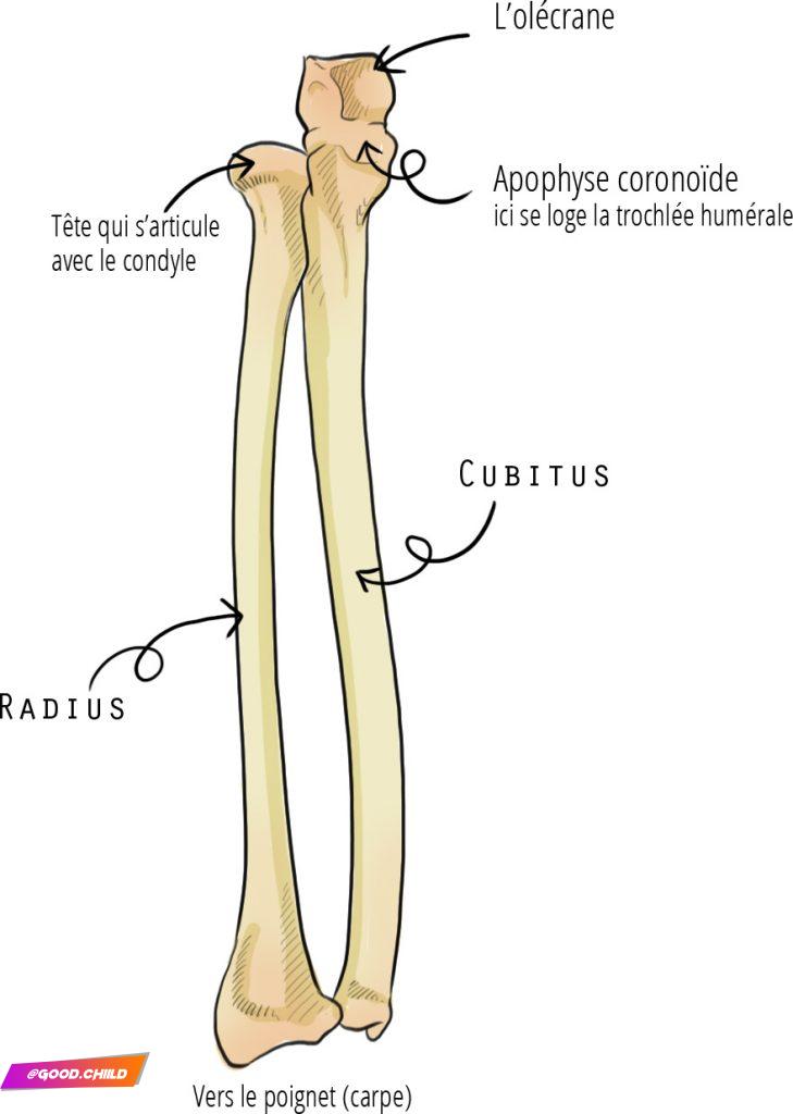 os de l'avant-bras (radius et cubitus) - trucs de sportive (fanny bonenfant)