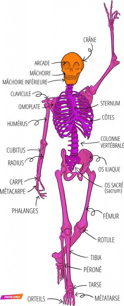 Le squelette du chien
