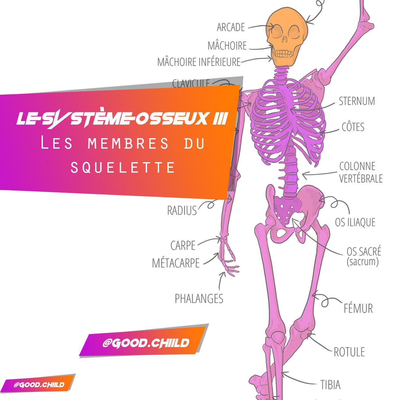 You are currently viewing Le système osseux 3 : Les membres du squelette