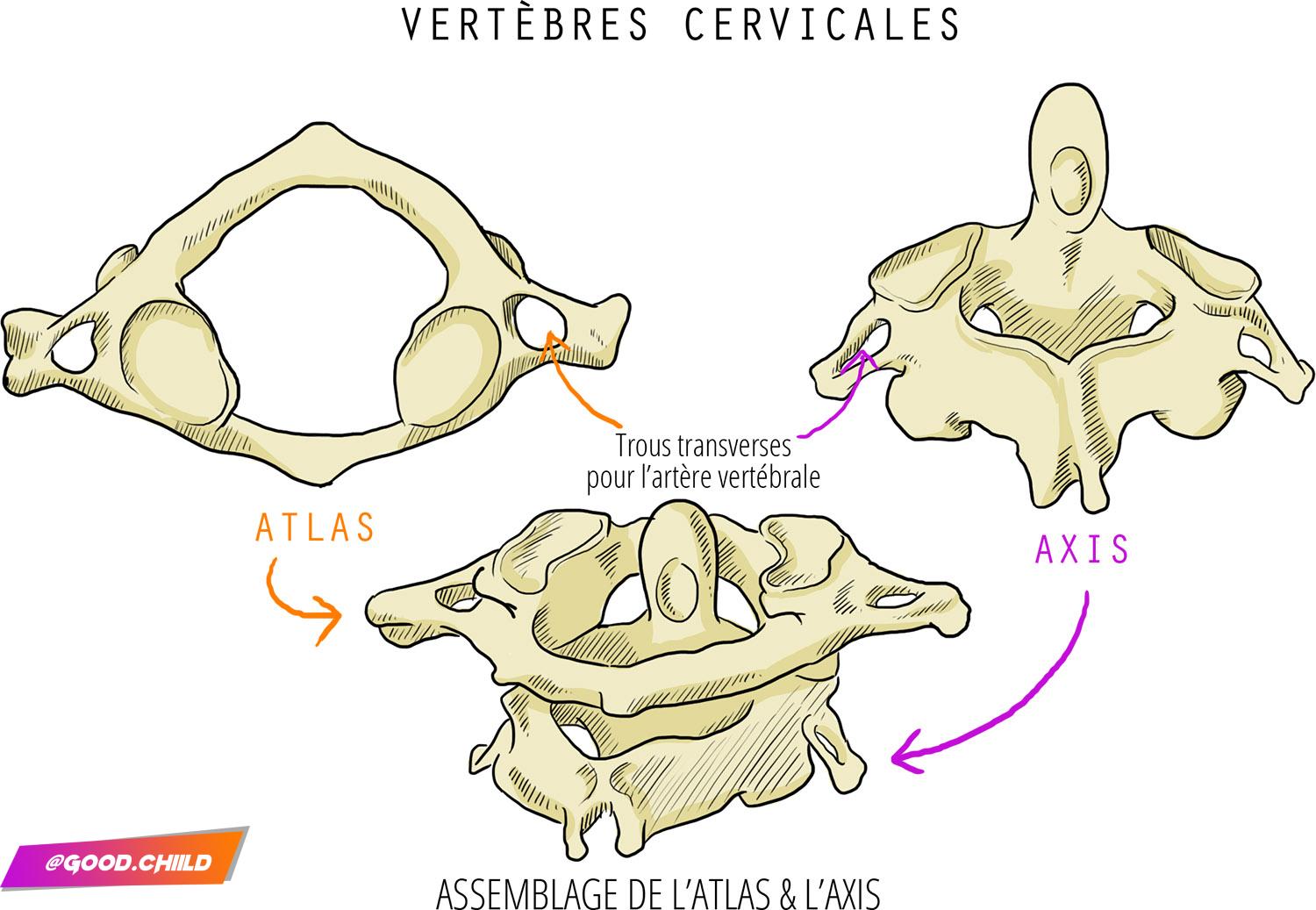 vertèbres cervicales - trucs de sportive (fanny bonenfant)
