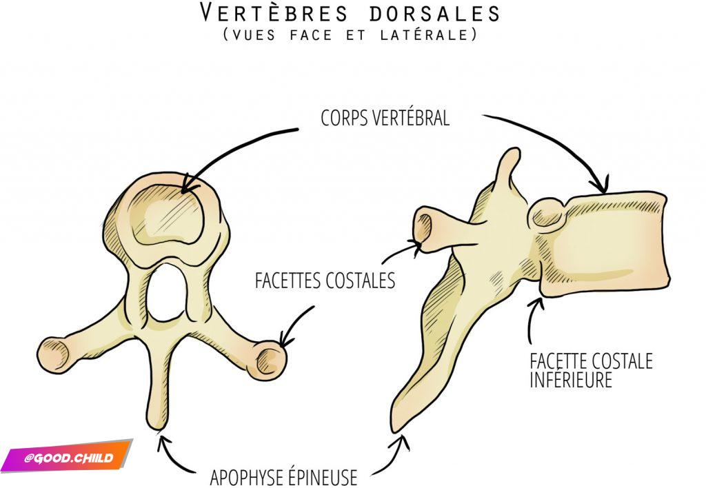 vertèbres dorsales - trucs de sportive (fanny bonenfant)