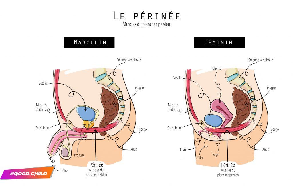 périnée (plancher pelvien) - goodchild jump rope (fanny bonenfant)