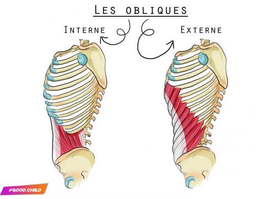 muscles obliques abdominaux - trucs de sportive (fanny bonenfant)